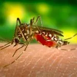 Come fare ad allontanare la zanzare da casa