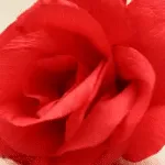Come fare fiori di carta semplici: fiore di carta crespa e velina