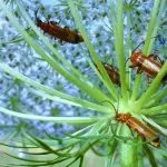 Come eliminare gli scarafaggi in modo naturale | Rimedi e consigli