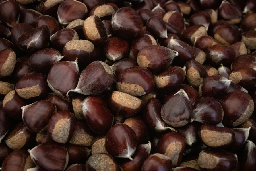 Castagne come conservarle: guida completa