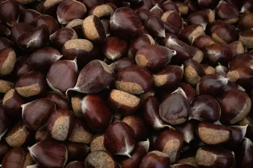 Castagne come conservare: guida completa