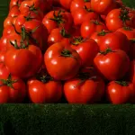 Come fare la passata di pomodori in casa