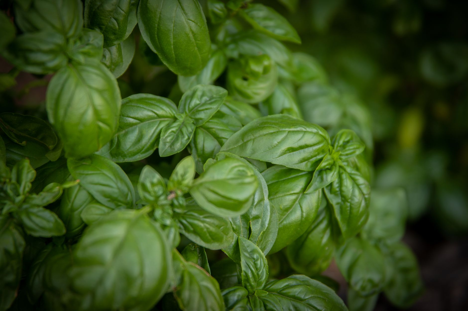 Basilico come conservare: metodi efficaci