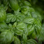 Basilico come conservare: metodi efficaci