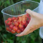 Come coltivare pomodorini sul balcone