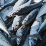 Come cucinare lo sgombro: forno, padella, marinato