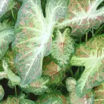 Creare un Terrario Invernale