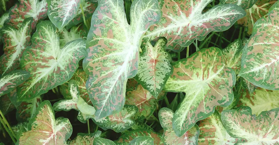 Creare un Terrario Invernale