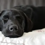 Come e perché adottare un labrador retriever
