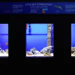 Acquario fai da te? Guida per coltivare questo hobby meraviglioso