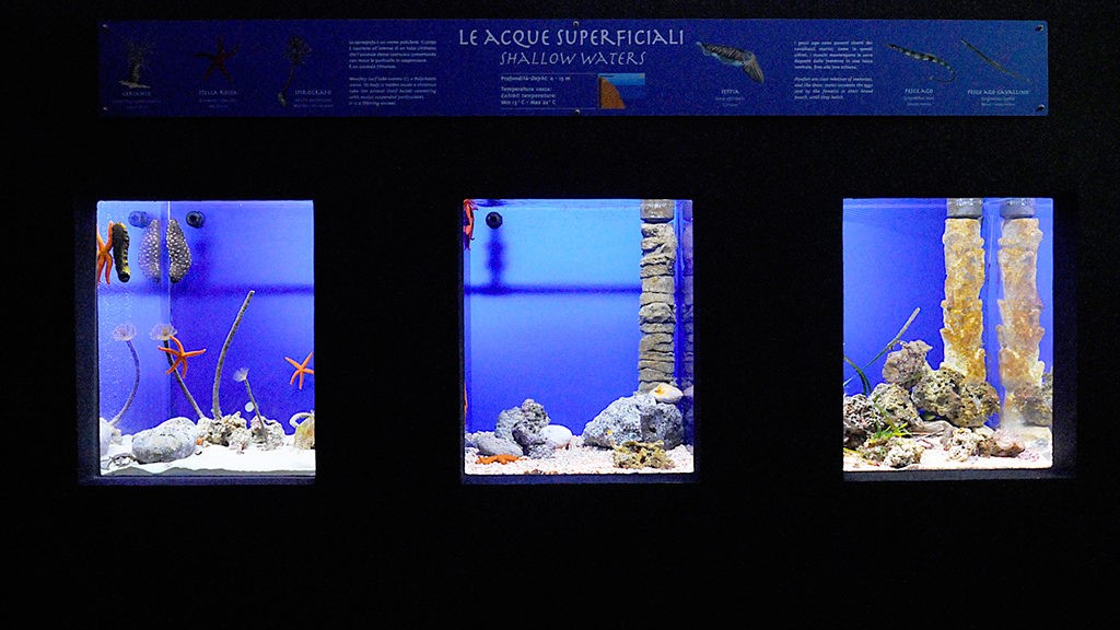 Acquario fai da te? Guida per coltivare questo hobby meraviglioso