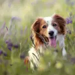 Come prendersi cura di un cane con la toelettatura