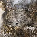 Come prevenire e a combattere la muffa