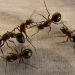 Come eliminare le formiche in casa e dal giardino in modo naturale