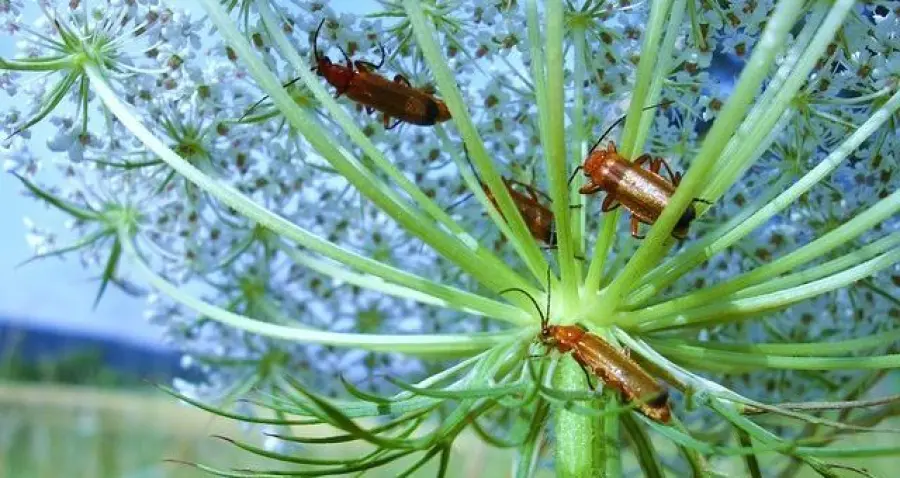 Come eliminare gli scarafaggi in modo naturale | Rimedi e consigli