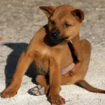 Come fare per prevenire zecche e pulci nel cane?