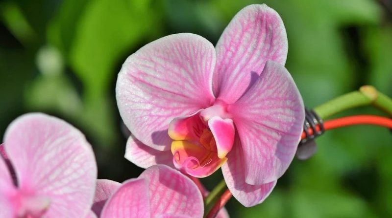 Come curare le orchidee in casa