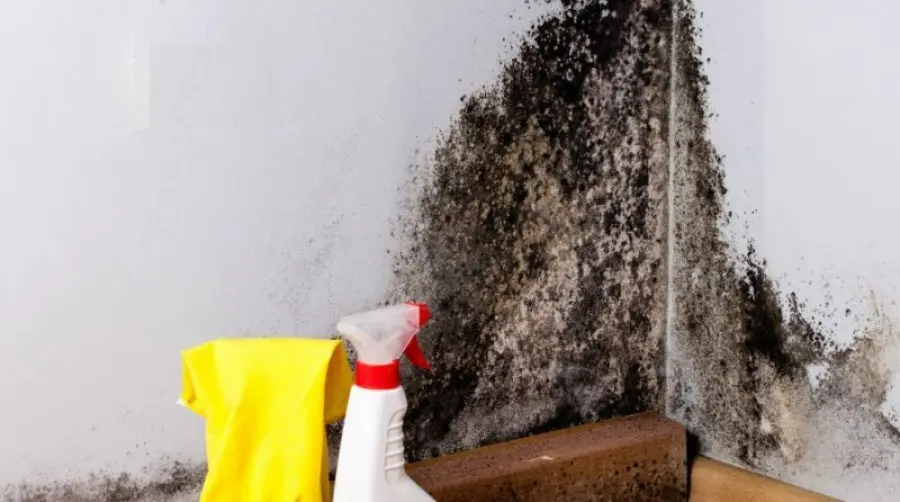 Come eliminare la muffa dalle pareti