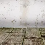 Come eliminare la muffa definitivamente in casa