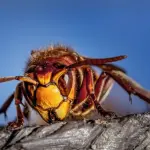 Come riconoscere un calabrone