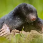 Come eliminare le talpe dal giardino: trappole, ultrasuoni