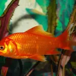 Come fare ad accudire un pesciolino rosso