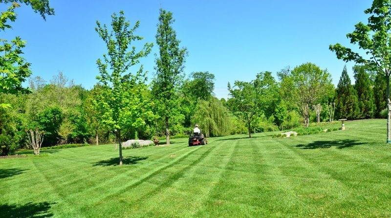 Come si cura il prato del giardino, prato inglese perfetto