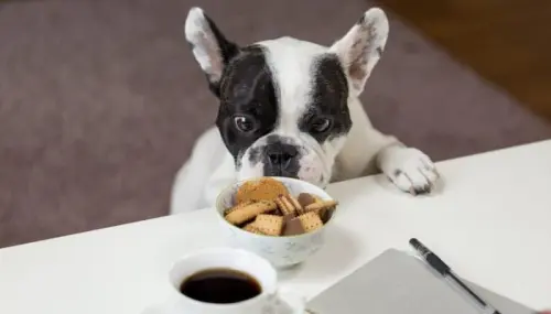 Alimentazione per cani, scegliere che cibo dare ai nostri amici a quattro zampe