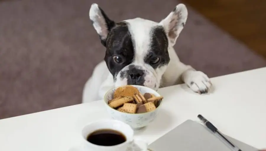 Alimentazione per cani, scegliere che cibo dare ai nostri amici a quattro zampe