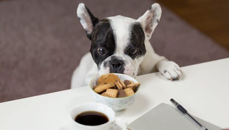 Alimentazione per cani, scegliere che cibo dare ai nostri amici a quattro zampe