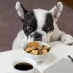 Alimentazione per cani, scegliere che cibo dare ai nostri amici a quattro zampe