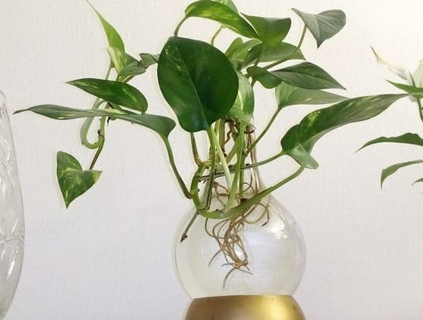 Come crescere le piante nell’acqua – L’ idrocoltura