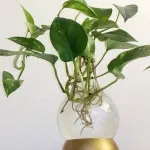 Come crescere le piante nell’acqua – L’ idrocoltura