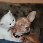 Come eliminare il pelo di cane e gatto da vestiti, divani e mobili