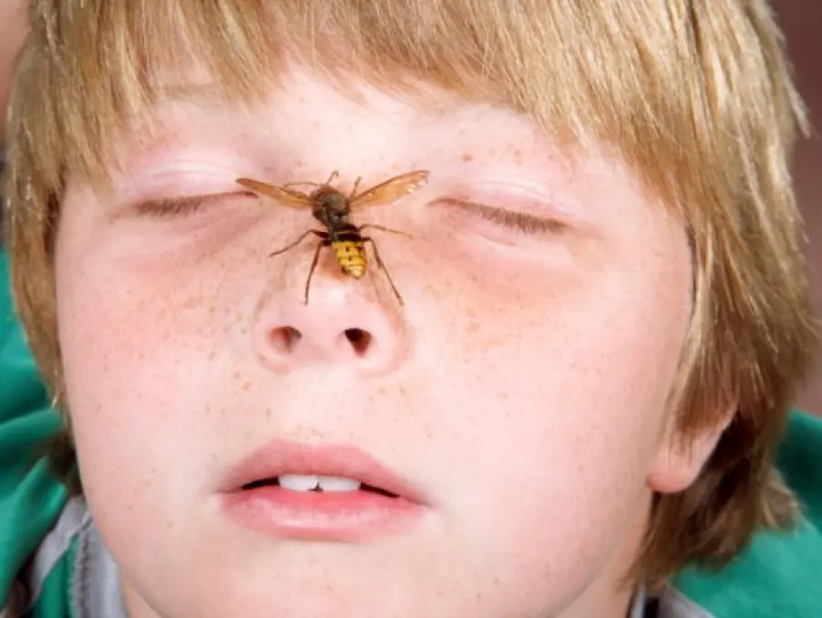 Puntura di vespa o di ape: che cosa fare?