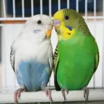 Come addomesticare un pappagallino ondulato