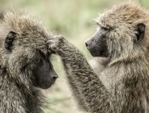 Come eliminare i pidocchi e uova definitivamente con rimedi naturali