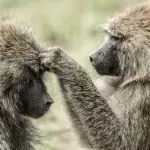 Come eliminare i pidocchi e uova definitivamente con rimedi naturali