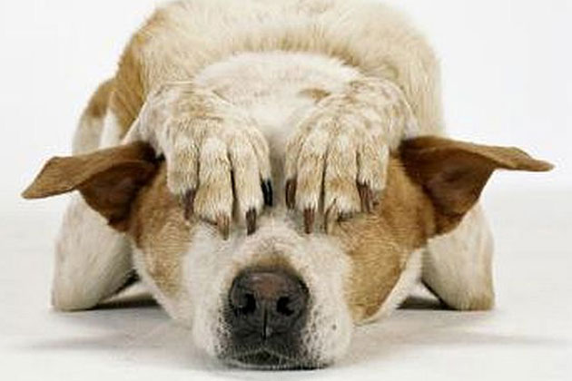 8 raccomandazioni per salvare il vostro cane dai botti di capodanno