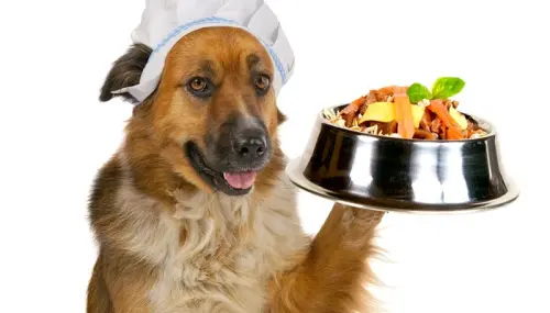 Alimenti assolutamente vietati ai cani