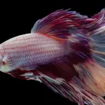 Come prendersi cura di un pesce combattente