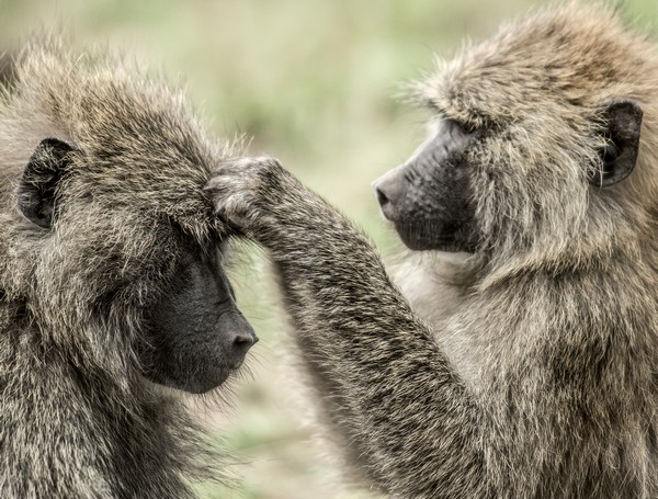 Come eliminare i pidocchi e uova definitivamente con rimedi naturali