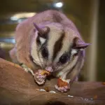 Come scegliere l’animale domestico 2: il petauro dello zucchero