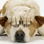 8 raccomandazioni per salvare il vostro cane dai botti di capodanno