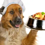 Alimenti assolutamente vietati ai cani