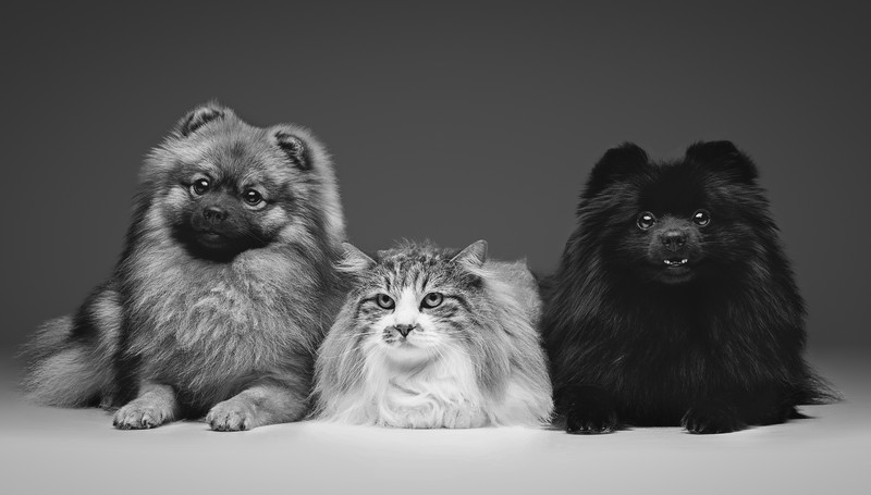 Come far convivere cane e gatto, è possibile?