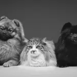 Come far convivere cane e gatto, è possibile?