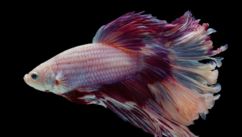 Come prendersi cura di un pesce combattente