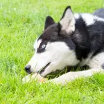 Come fare a far giocare il cane con il kong