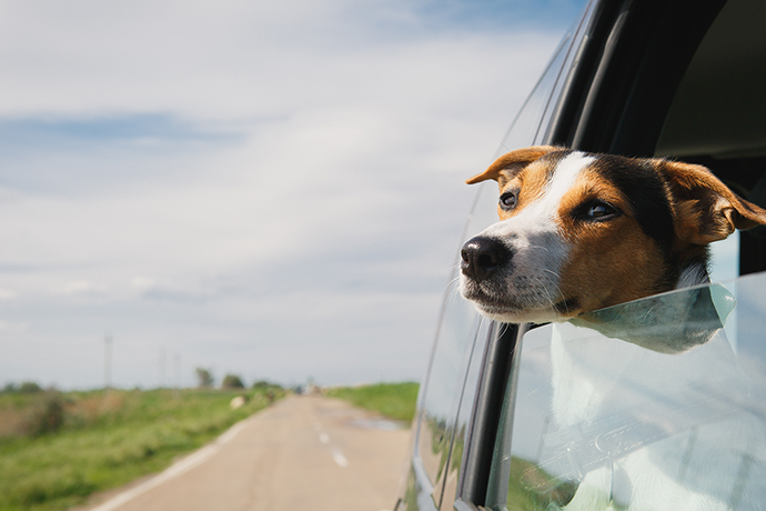 Come eliminare l’odore del cane dall’auto